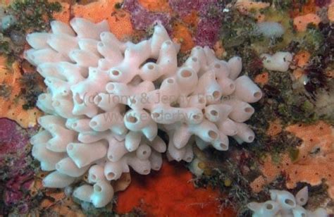 Calcareous sponge ~ Everything You Need to Know with Photos | Videos