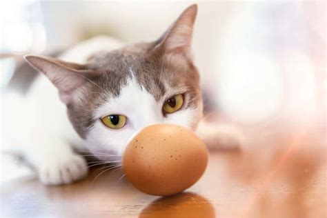 how to cook eggs for cats