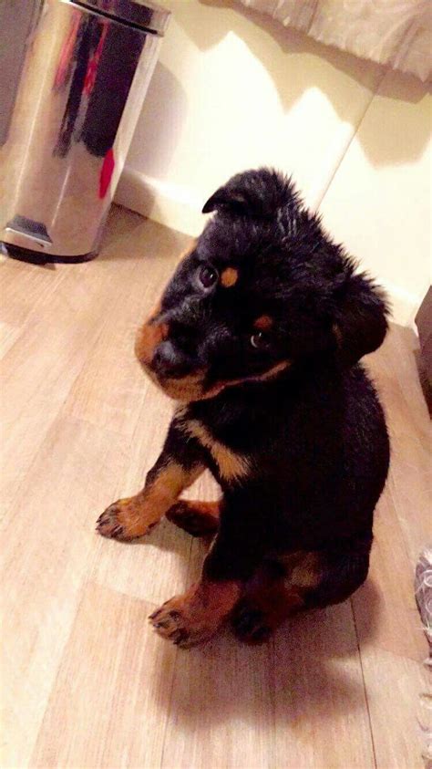 Rottie Rottweiler Lovers, Rottweiler Puppies, Cute Puppies, Cute Dogs ...