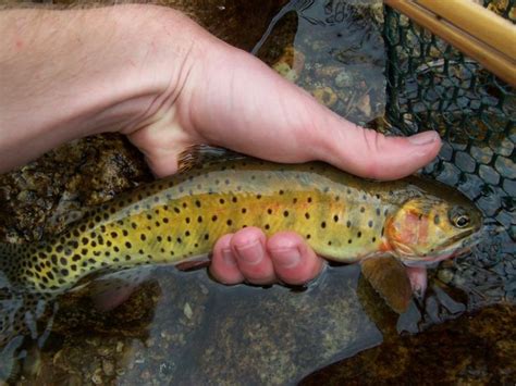 1000+ images about Cutthroat Trout on Pinterest | The fly, Lakes and Trout