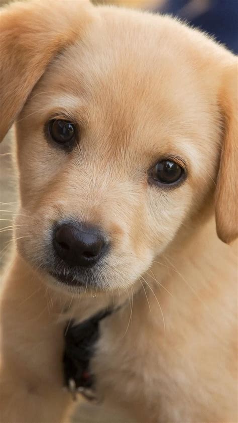 cute dog names artofit