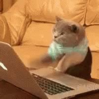 Cat Typing GIF - Cat Typing - Discover & Share GIFs