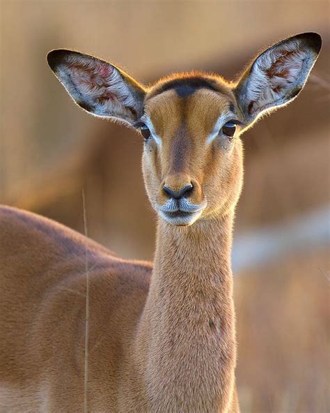 Female Impala (Explore) | Impala animal, Animals beautiful, Animals wild