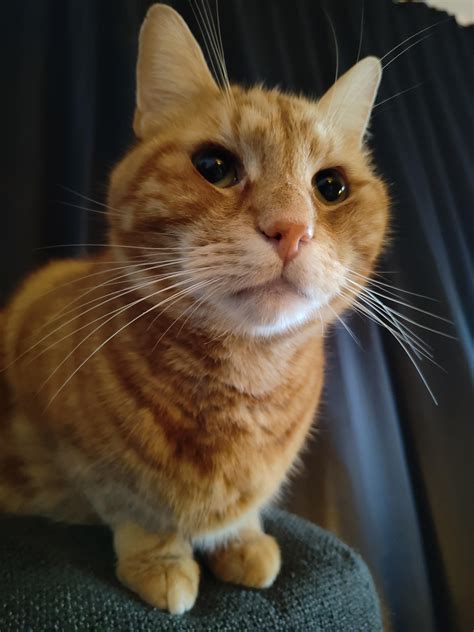 Chat waiting patiently for Bonnie's return : r/BonnieRabbit