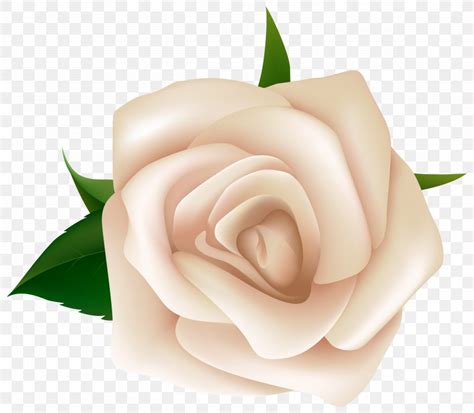 Rose White Clip Art, PNG, 6415x5608px, Rose, Black Rose, Blog, Cut ...