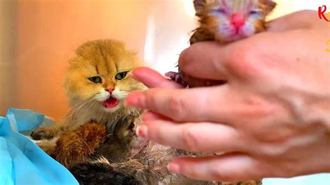 cat  birth  kittens youtube