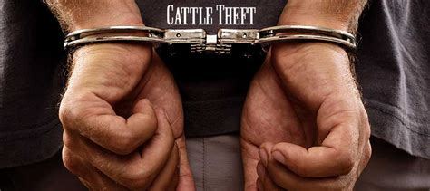 Texan Man Arrested on Felony Theft Charges Following Faulty Cattle ...