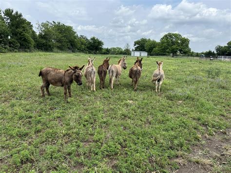Layla Rose Ranch Horse Rescue | Annetta TX