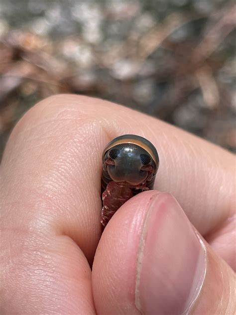 Millipede Face