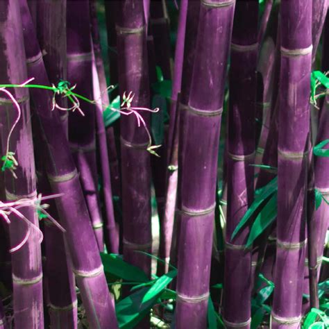 Amazon.com : CHUXAY GARDEN Purple Bamboo Seed 200 Seeds Rare Color