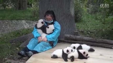 Professional Baby Panda Hugger Is The Dream Job! - Mogul