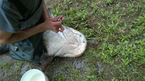 Wels catfish monitoring | CAE MAB network