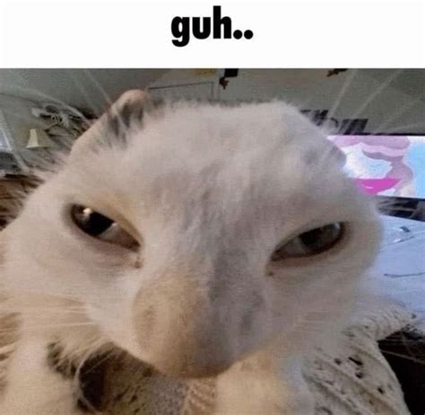 goofy ahh nerdy cat cat pics cute cats silly cats pictures