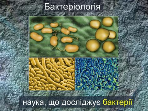 Презентація «Основні розділи біології» 6 клас