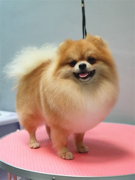 26 pomeranian haircuts that make your little pooch look super cute ...