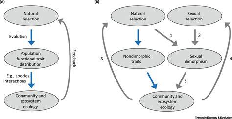 Eco-Evolutionary Dynamics of Sexual Dimorphism: Trends in Ecology