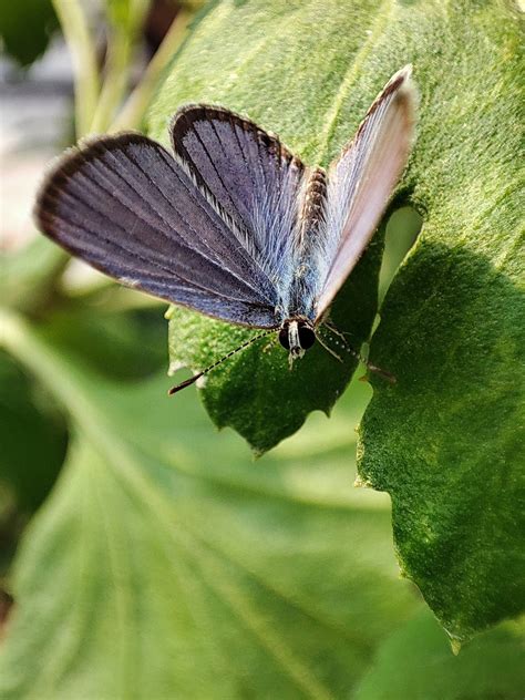 Download Short Tailed Aesthetic Butterfly Wallpaper | Wallpapers.com