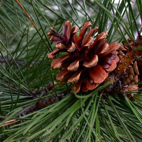 Cône de pin mature fonds d'écran 2048x2048 - Fonds d'écran gratuits ...