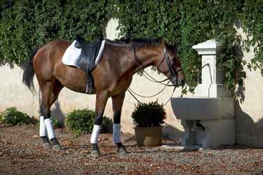 Luxury Equestrian Holidays in France: stay in a French chateau (castle ...