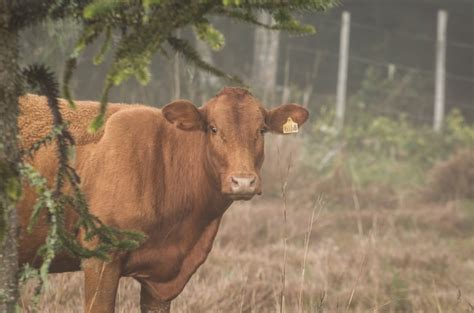 Premium Photo | Beautiful red angus calves grazing nutritious pasture