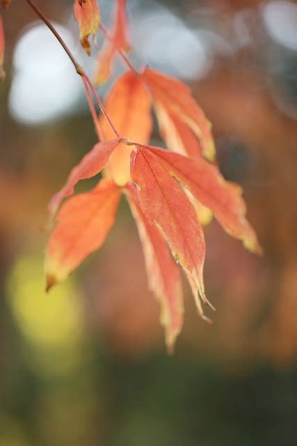 fall leaves maple tree  photo  pixabay