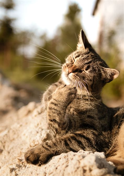 rekomendasi nama kucing jantan  hewan peliharaan