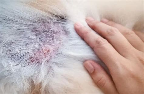 Pyoderma In Dogs - What It Is, Different Types & How To Treat It