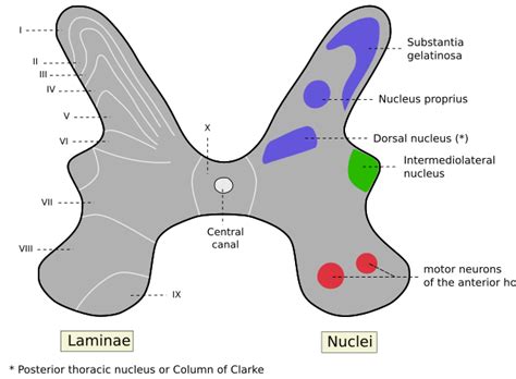 Rexed laminae - Wikipedia