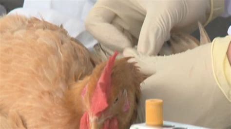 China probes bird flu transmission to humans | Environment News | Al ...