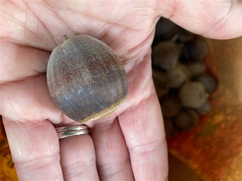 Burr Oak Acorns Only - Etsy