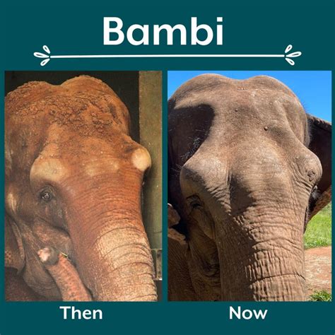 What Really Happened in the Bambi Doe Leak? The Full Timeline - r61qqg5