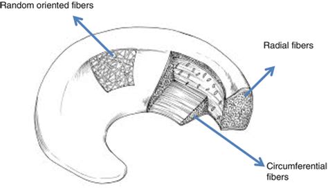 fibroelastic cartilage meniscus musculoskeletal key