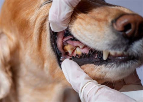 how to get rid of black gums on dogs