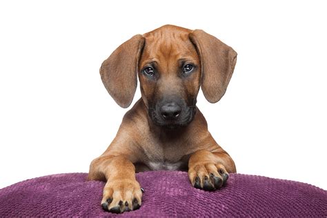 Rhodesian Ridgeback Behavior Problems: Effective Solutions