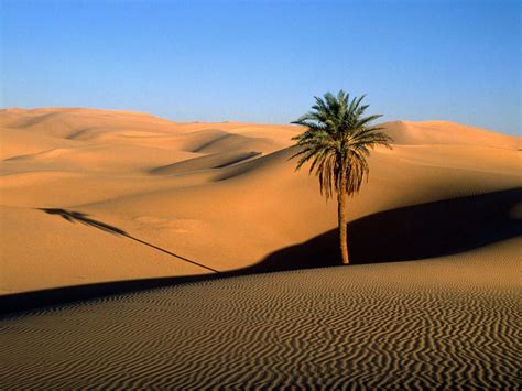 Desert Oasis Landscape Wallpapers - 4k, HD Desert Oasis Landscape Backgrounds on WallpaperBat