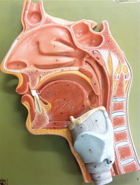 nasal 1 Diagram | Quizlet