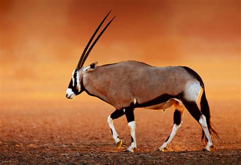 Gemsbok | Animal Kingdom