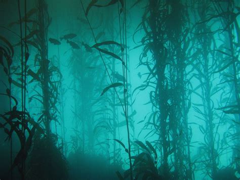 Kelp Forest 2 by Exodus5139 on DeviantArt