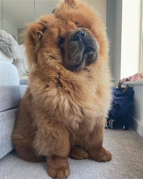 Fluffy Chow Chow | Chow dog breed, Chow chow puppy, Chow chow dogs