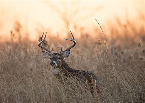 A Native Grass Restoration Project | Mossy Oak Gamekeeper