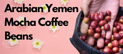 Arabian Yemen Mocha Coffee Beans: The Ultimate Legacy of 1000 Years