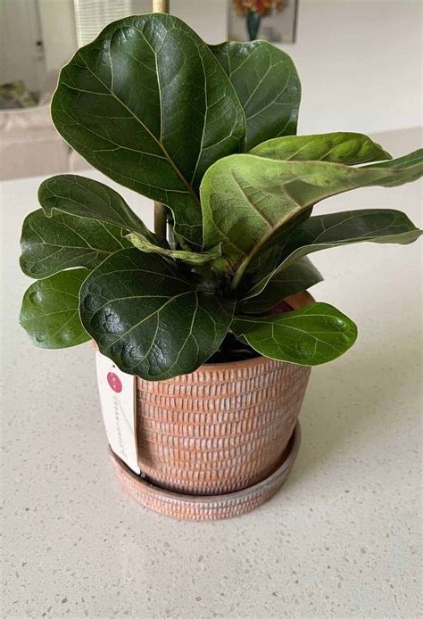 Best Indoor Plants Online - Plant Delivery - Dine Dream Discover