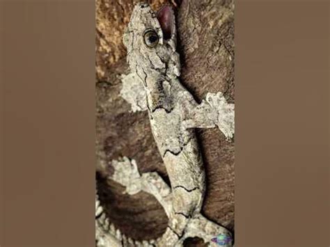 Meet the Mizoram Parachute Gecko, the Newest Flying Gecko Species in ...