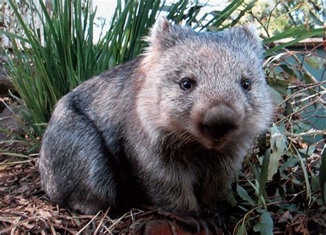 endangered australian species series  northern hairy nosed wombat