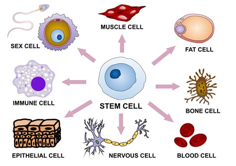 Umbilical cord blood and stem cells: how the gift of life keeps giving ...
