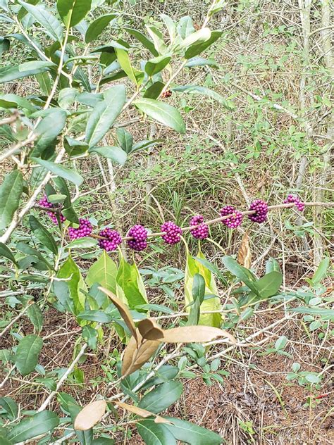 Are these a snack? Out hog hunting and found berry bushes! They are the