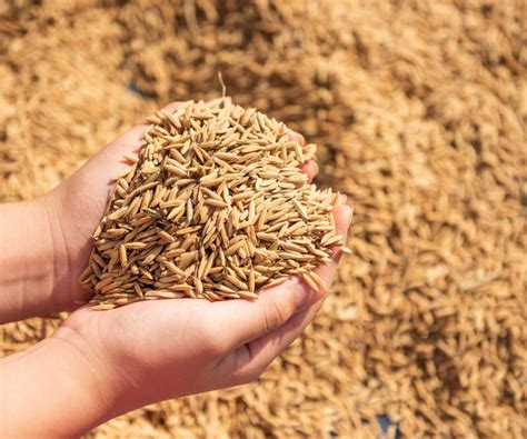 dry super miniket paddy seed  agriculture packaging type