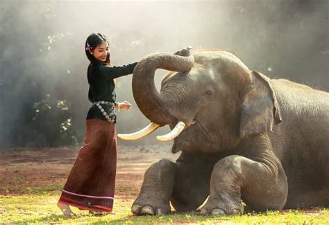 Elephant Ride in Jim Corbett Park Ramnagar, Nainital - Today’s offer Rs ...