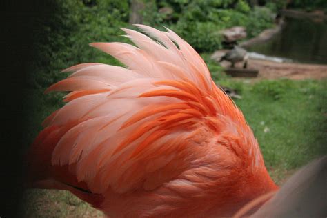 Flamingo Feathers 001 by crumpstock on DeviantArt