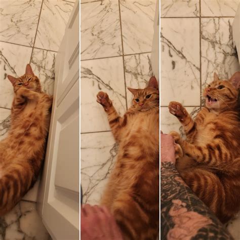 "Sir, I'm here to fix your sink" "Sir, what..what are you doing!?" "SIR PLEASE, HANDS OFF THE